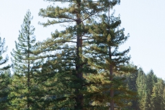 lenihan-wedding-1313